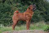 SHAR-PEI 875